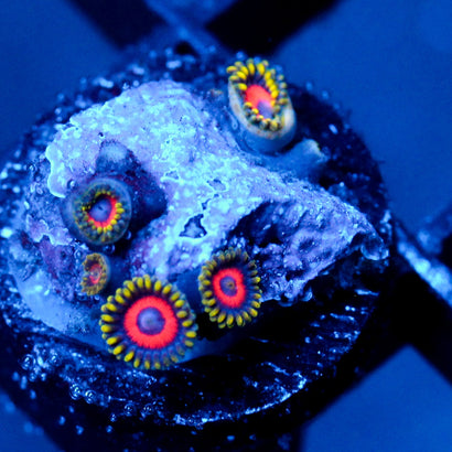 JC Fireworks Zoanthid