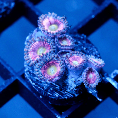 JC Sour Starburst Zoanthid