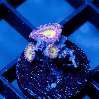 JC Flower Fall Zoanthid