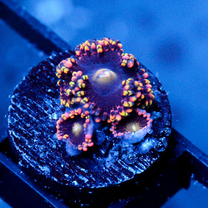 JC Bozos Birthday Zoanthid