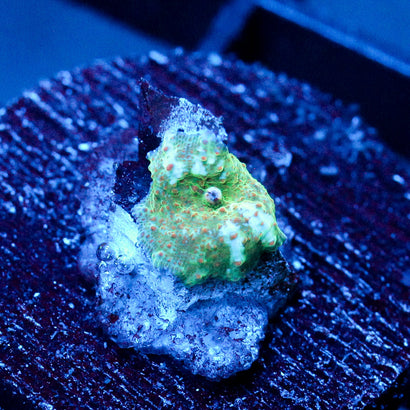 JC Chicken Pox Discosoma