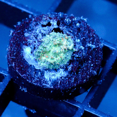 JC Bouncy Flames Rhodactis