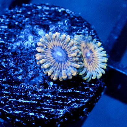 JC Oceanside Zoanthid