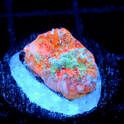 JC Corrupted by Greed Chalice