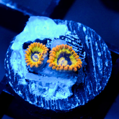 JC Rainbow Yoda Zoanthids