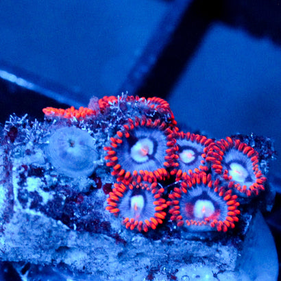 JC Edge of Reality Zoanthid