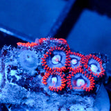 JC Edge of Reality Zoanthid
