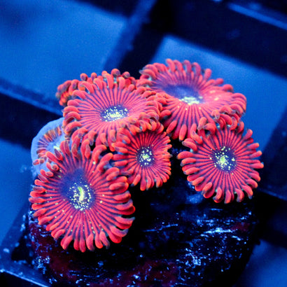 JC Magicians Zoanthid