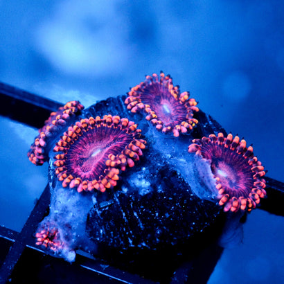 JC Purple Empress Zoanthid
