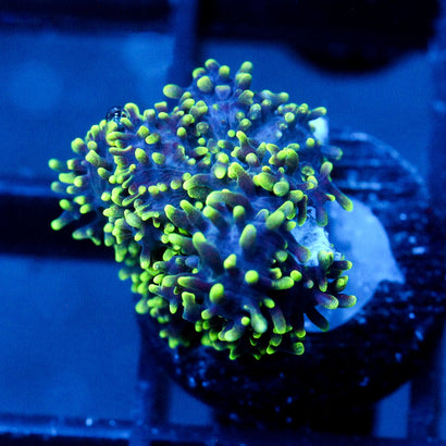 JC Fuzzy Wonder Mushroom