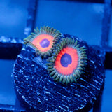 JF Fairy Tale Zoanthids