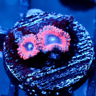 JC Typhloshion Zoanthid