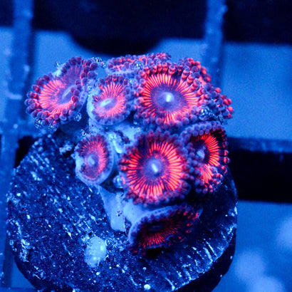 JC Sith Zoanthid