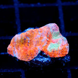 JC Lime Drive Chalice