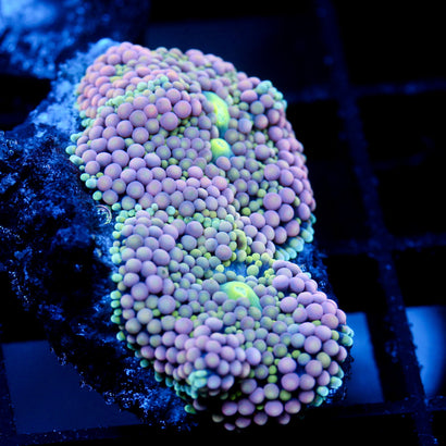 JC Lavender Lime Ricordea Mushroom