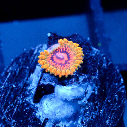 JC Grand Master Krakatoa Zoanthid