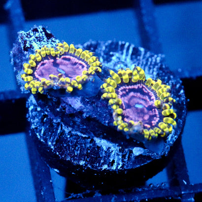 JC Purple Monster Zoanthid