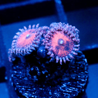 JC Amber Bliss Zoanthid