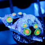 JC Irish Splash Zoanthid