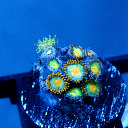 JC Saturn Zoanthid