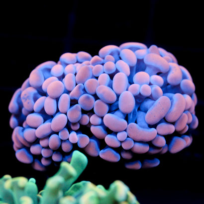 JC Orange Splatter Hammer