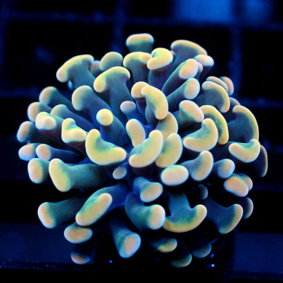 JC Gold Velvet Hammer