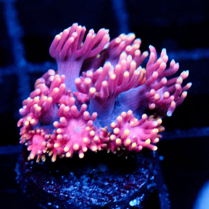 JC Rainbow Pink goni