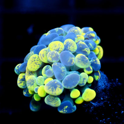 JC Yellow Splatter Hammer