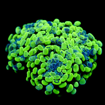 JC Ultra Splatter Hammer