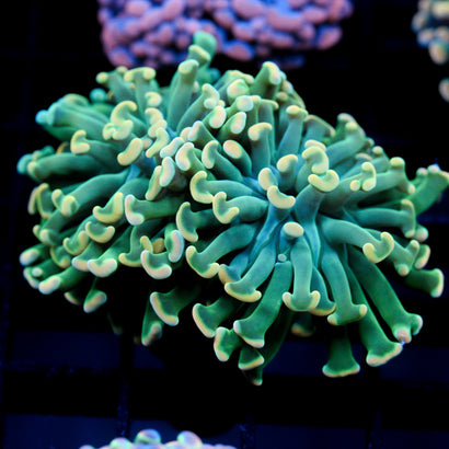 JC Lucky Charms Hammer