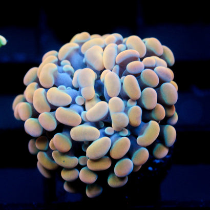 JC Golden Cream Hammer