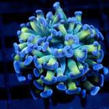 JC Weeping Willow Hammer