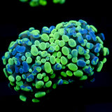 JC Marble Splatter Hammer