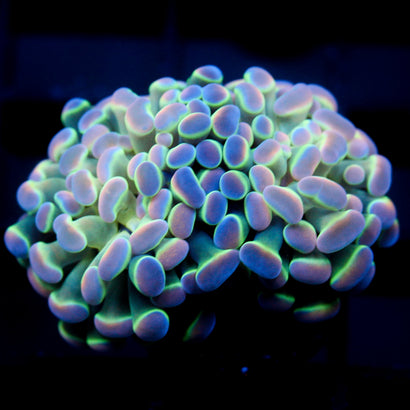 JC Ultra Hologram Hammer