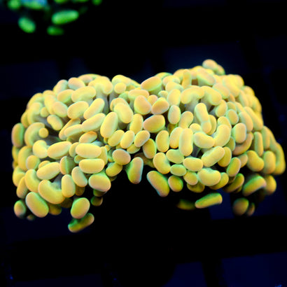 JC Rainbow Gold Hammer