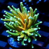 JC Sinister Teal Tiger