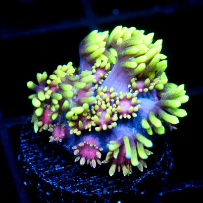 JC Alien Abduction Goni