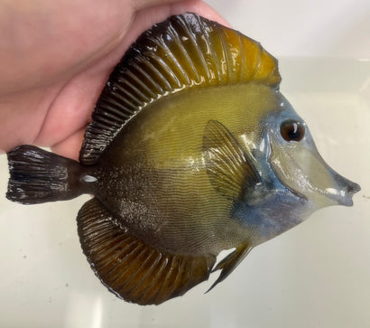 Blue Face Koi Tang WYSIWYG