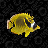 Biota CB Raccoon Butterfly