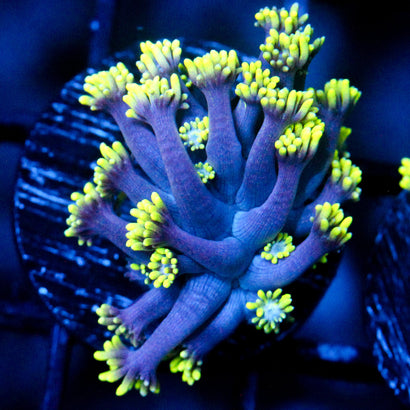 JC Limited re-release Ultra Violet Goni