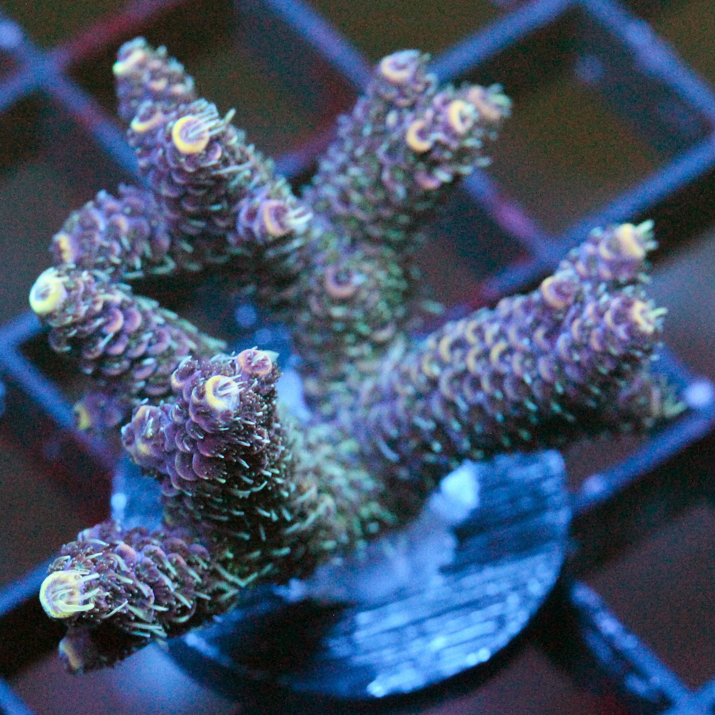 JC Starlight