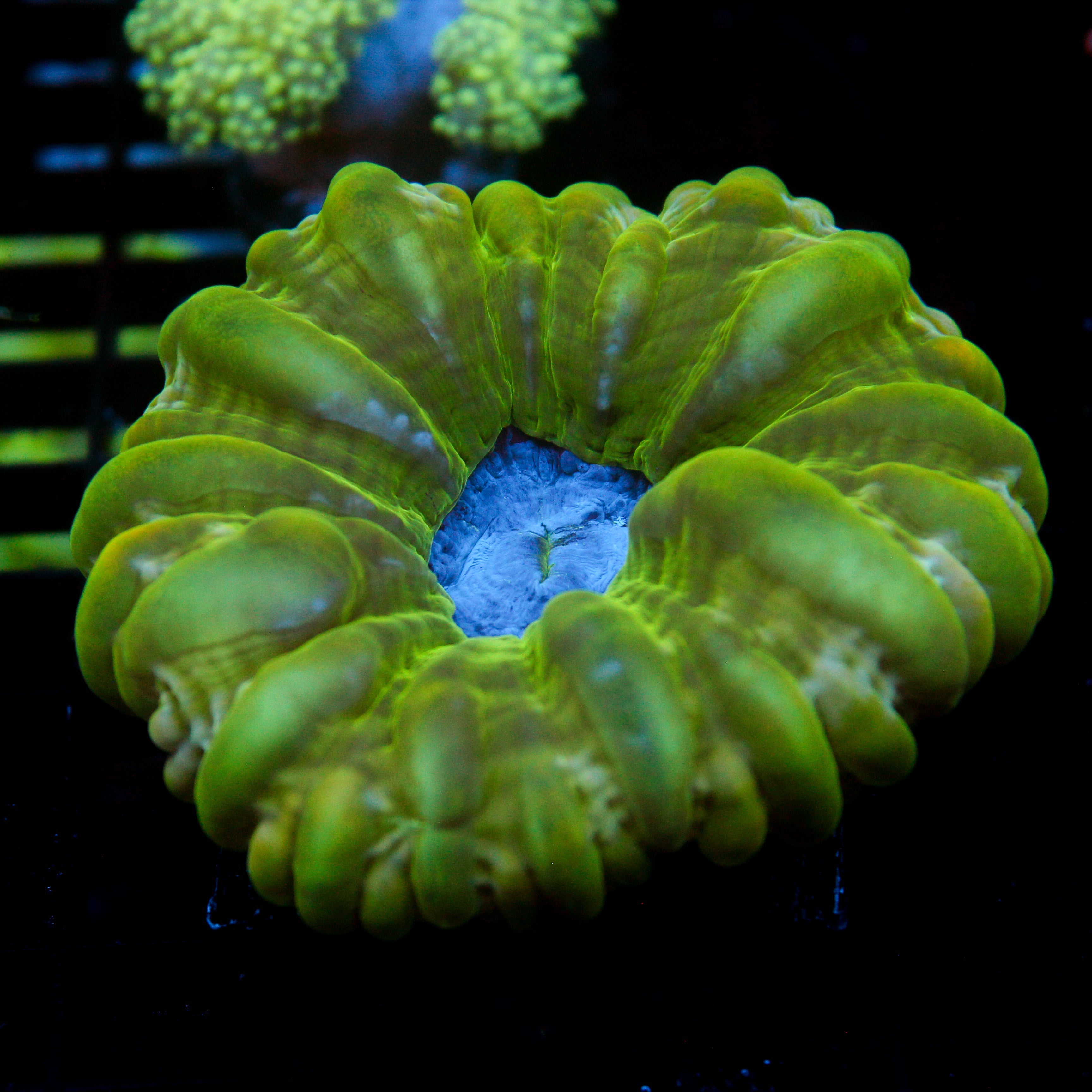 JC Slime Void Cynarina