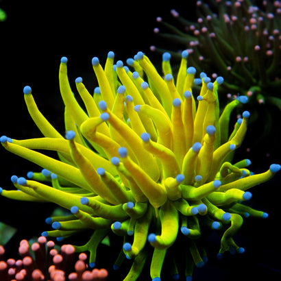 JC OG Holy Grail