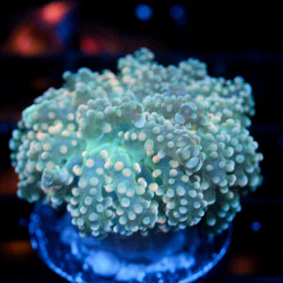 JC Orange Cream Octo