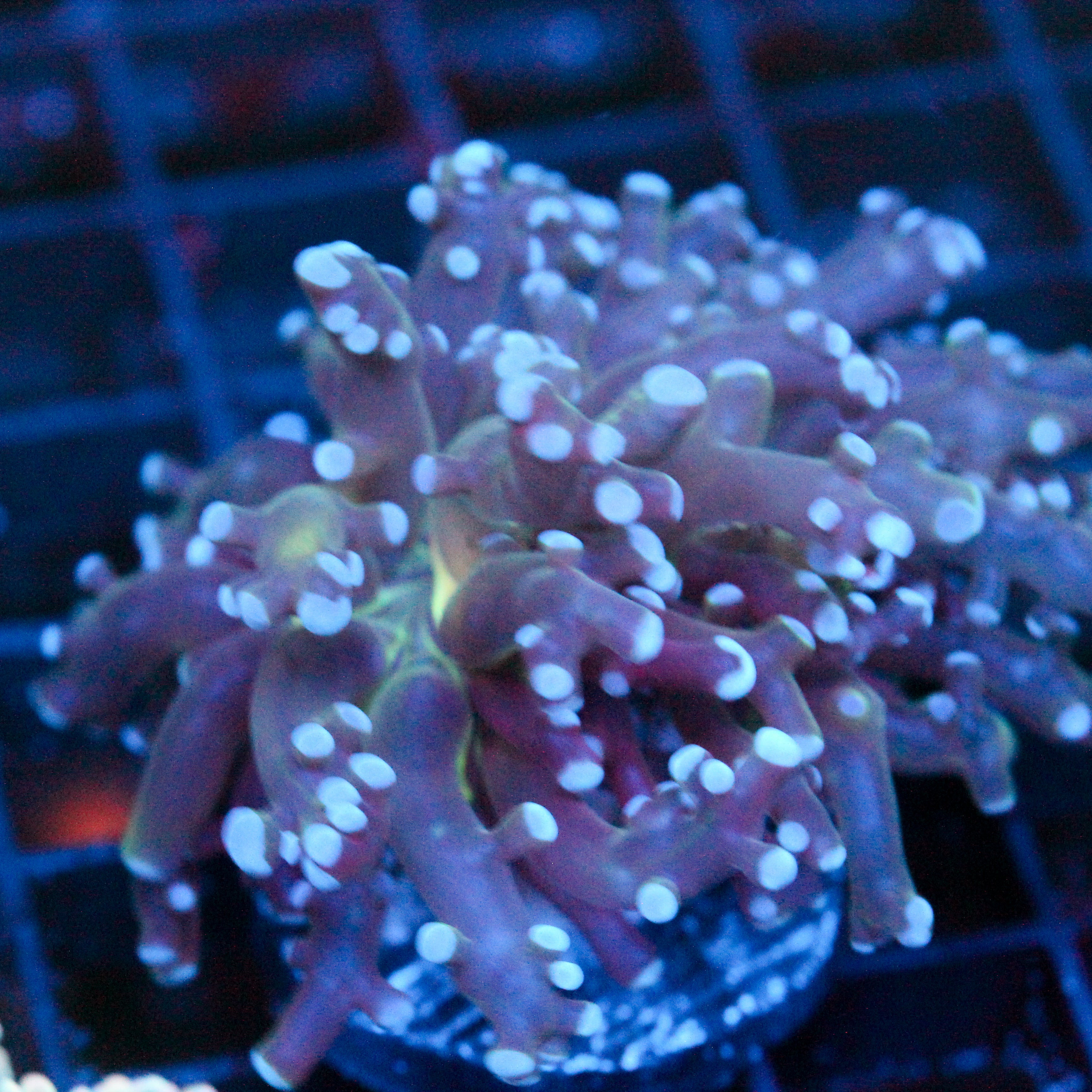 JC Dark Knight Octo (last one)