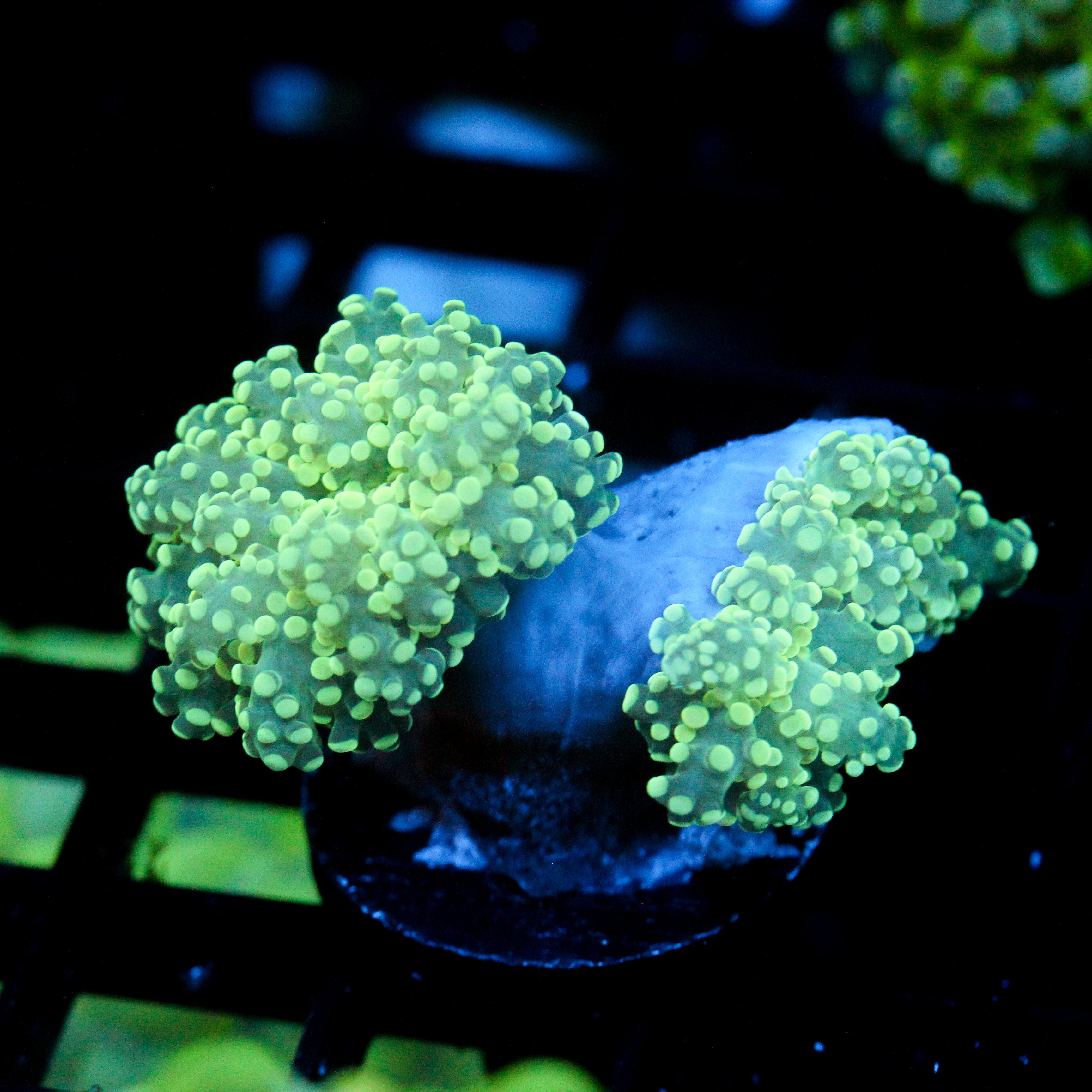 JC Minty Octo