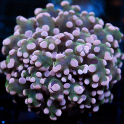 JC Pink Tip Octo