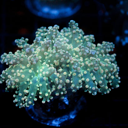 JC Orange Dreamsicle Octo