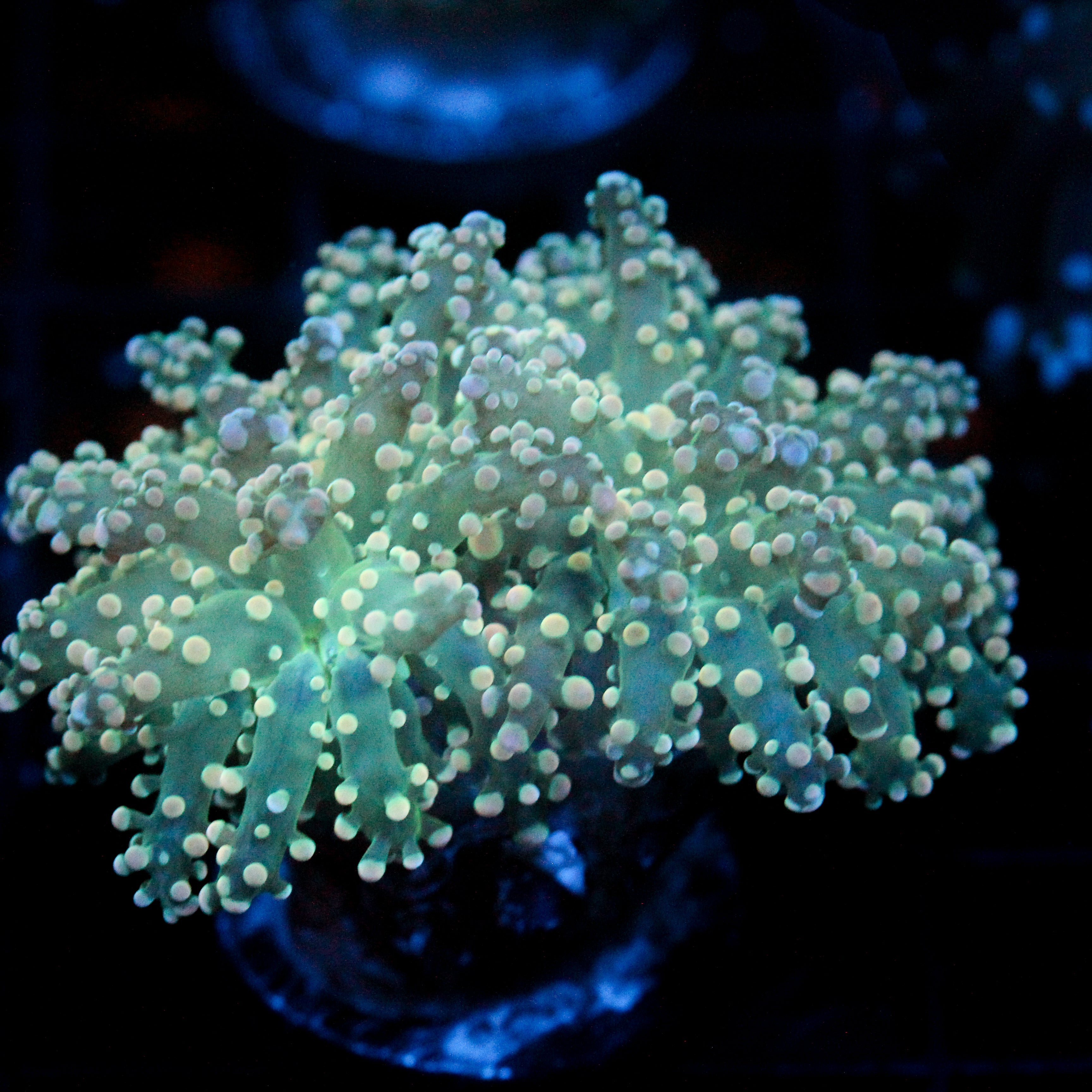 JC Orange Dreamsicle Octo