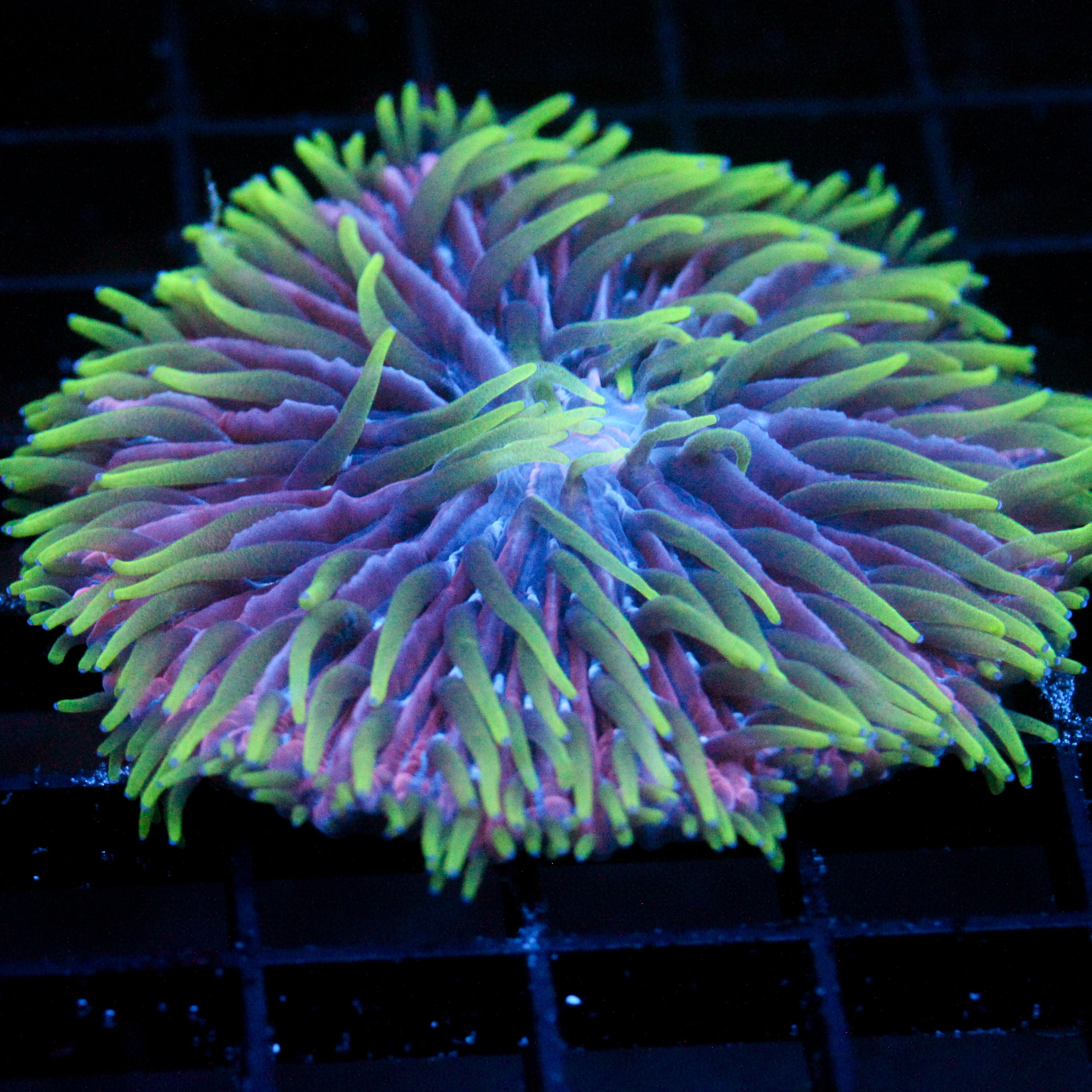 JC UV Radiation Plate Coral 2"+